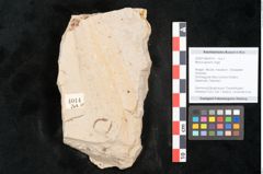 Foto (Objekt + Etikett) von Myrica lignitum Unger (NHMW-GEO-2024-0188-4014)